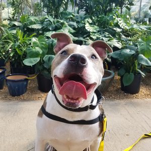 Team Page: Team Chè